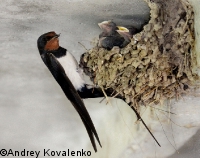 ����������� ��������